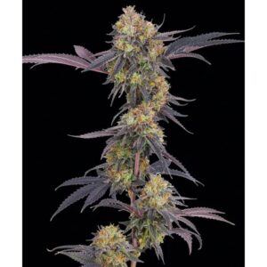 Tropicana Cherry Feminized By Barney's Farm Usa — Kind Seed Co