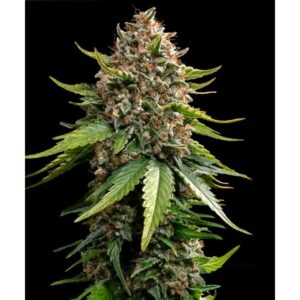 White Widow Autoflower By Barney's Farm Usa — Kind Seed Co