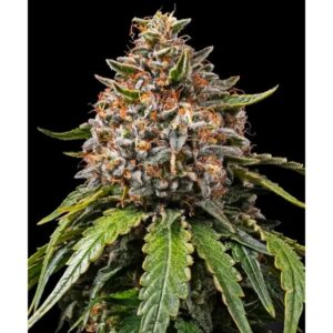 White Widow Feminized By Barney's Farm Usa — Kind Seed Co