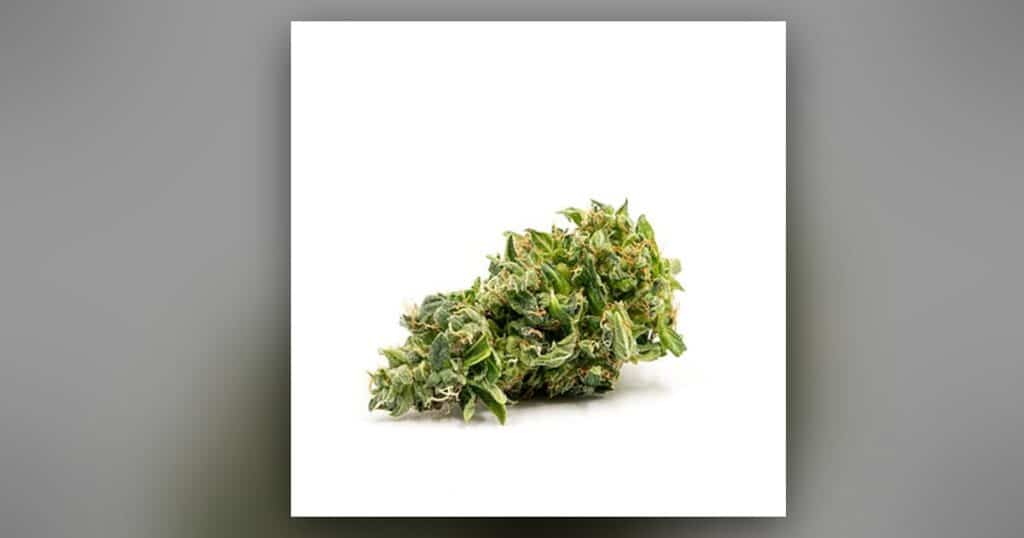 Big Bud — Kind Seed Co