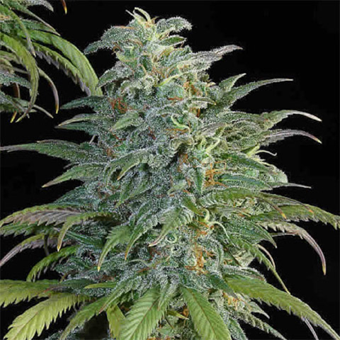 Big Bud related cannabis seed pack from Kind Seed Co