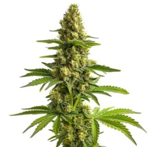 Bruce Banner #3 Feminized by Blimburn Seeds Bank — Kind Seed Co