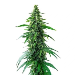Charlottes Web Feminized By Blimburn Seeds Bank — Kind Seed Co