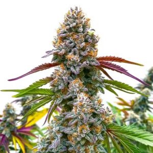 Critical Daddy Purple Feminized by Blimburn Seeds Bank — Kind Seed Co
