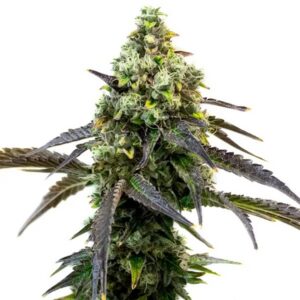 Extraction RS11 Feminized By Blimburn Seeds Bank — Kind Seed Co