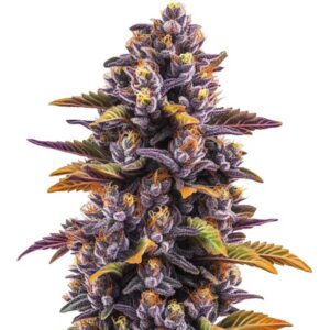 Forbidden Fruit Feminized By Blimburn Seeds Bank — Kind Seed Co