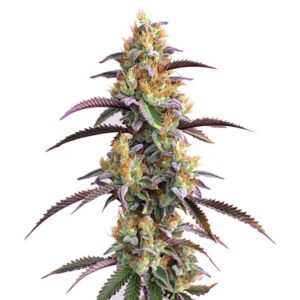 Gator Breath Feminized By Blimburn Seeds Bank — Kind Seed Co