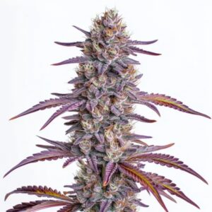 Glookies Feminized By Blimburn Seeds Bank — Kind Seed Co