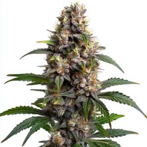 Godfather OG Feminized By Blimburn Seeds Bank — Kind Seed Co