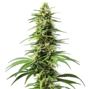 Harlequin Feminized By Blimburn Seeds Bank — Kind Seed Co