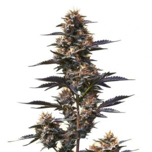 Jokerz Feminized By Blimburn Seeds Bank — Kind Seed Co