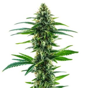 Khalifa Kush Feminized By Blimburn Seeds Bank — Kind Seed Co