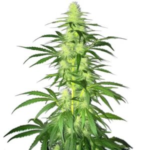 Lambs Bread Feminized By Blimburn Seeds Bank — Kind Seed Co