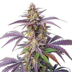 Peanut Butter Breath Feminized By Blimburn Seeds Bank — Kind Seed Co