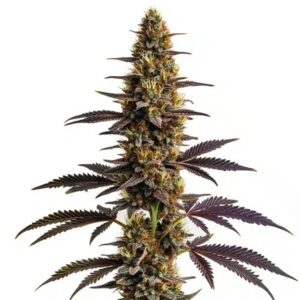 Platinum Cookies Feminized By Blimburn Seeds Bank — Kind Seed Co