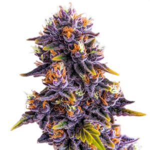 Purple Star Killer Feminized By Blimburn Seeds Bank — Kind Seed Co
