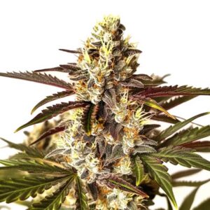 Red Dragon Feminized By Blimburn Seeds Bank — Kind Seed Co