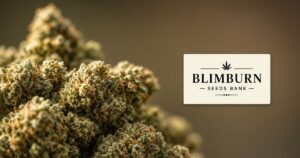 Blimburn Seeds Guide: Spanish Genetics & Kind Seed Co Packs — Kind Seed Co