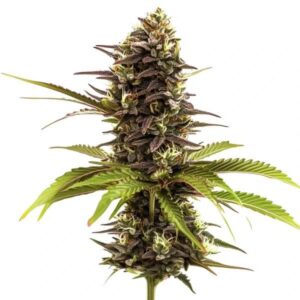Sleepy Joe Feminized By Blimburn Seeds Bank — Kind Seed Co