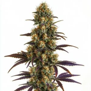 Wifi OG Feminized By Blimburn Seeds Bank — Kind Seed Co
