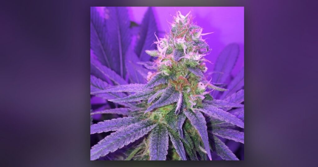 Blueberry Kush — Kind Seed Co