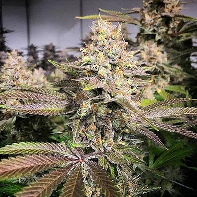 Blueberry Kush related cannabis seed pack from Kind Seed Co