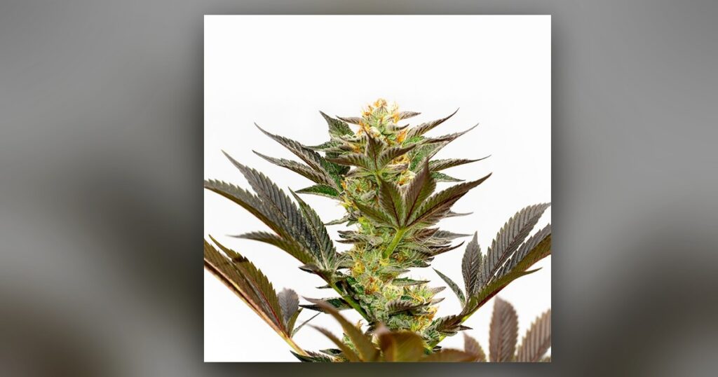 Bruce Banner — Kind Seed Co