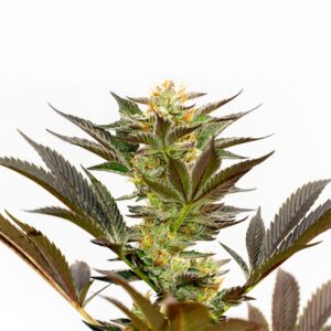 Bruce Banner photoperiod feminized cannabis seed pack from Kind Seed Co