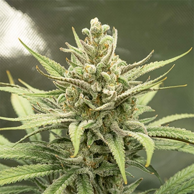 bruce banner 2 0 photo fem cannabis seed pack from Kind Seed Co
