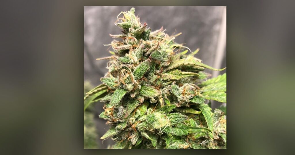 Candy Punch — Kind Seed Co