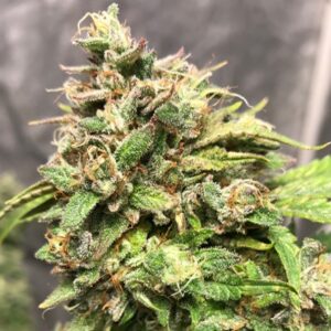 Candy Punch regular cannabis seed pack from Kind Seed Co