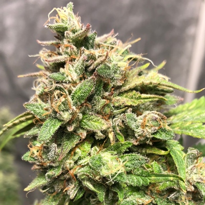 Candy Punch regular cannabis seed pack from Kind Seed Co