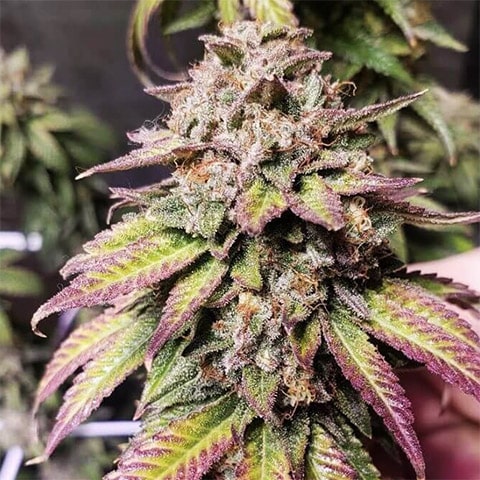 Candy Punch regular cannabis seed pack from Kind Seed Co