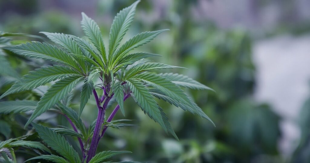 Cannabis Purple Stems: Everything You Need to Know — Kind Seed Co