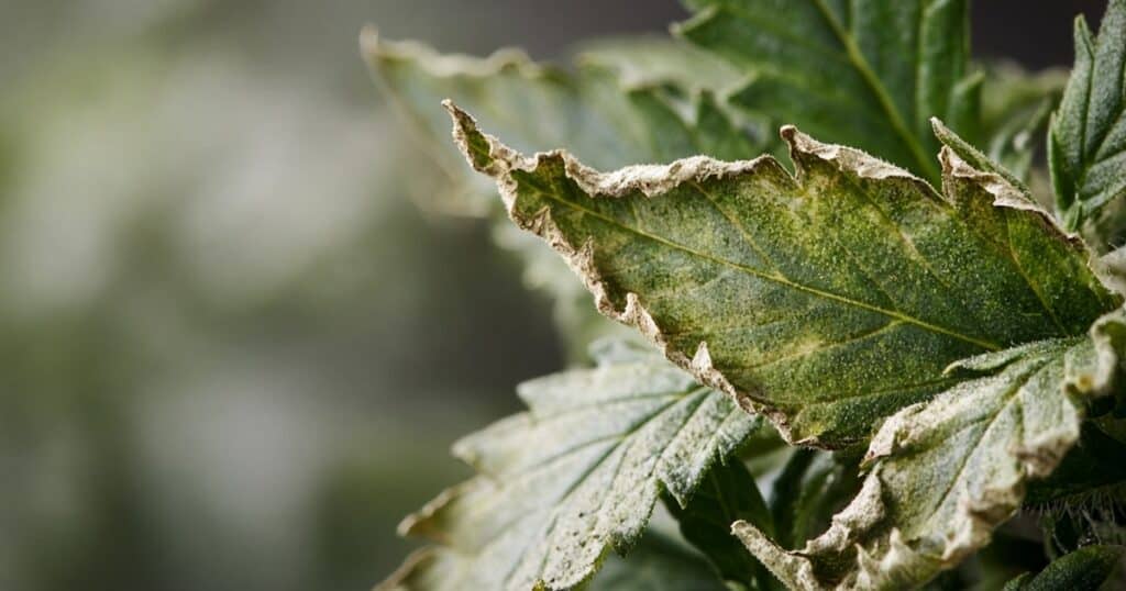 Cannabis leaf with wind-burned curled edges close-up