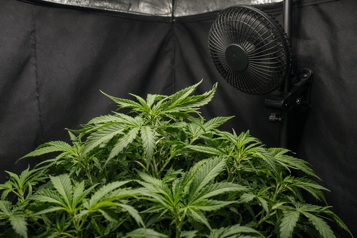 Cannabis Wind Burn: Identify and Treat It — in-body 1 — Kind Seed Co