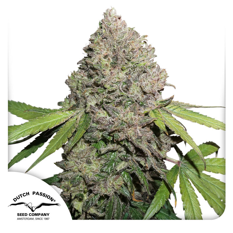 Charlotte's Web related cannabis seed pack from Kind Seed Co