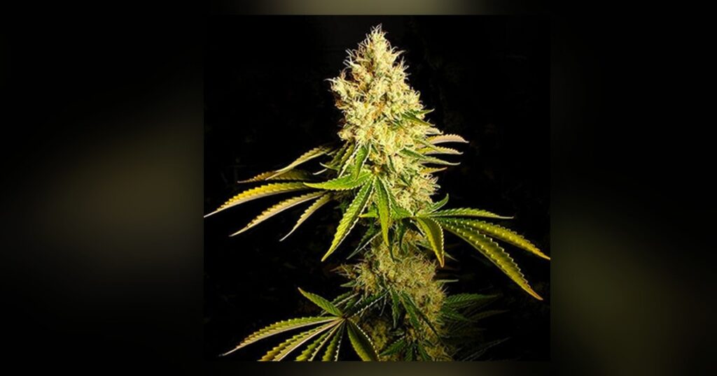 Chemdawg — Kind Seed Co