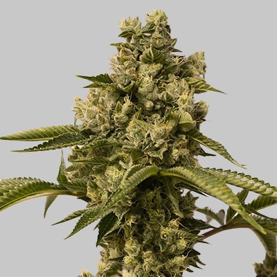 Chemdawg regular cannabis seed pack from Kind Seed Co