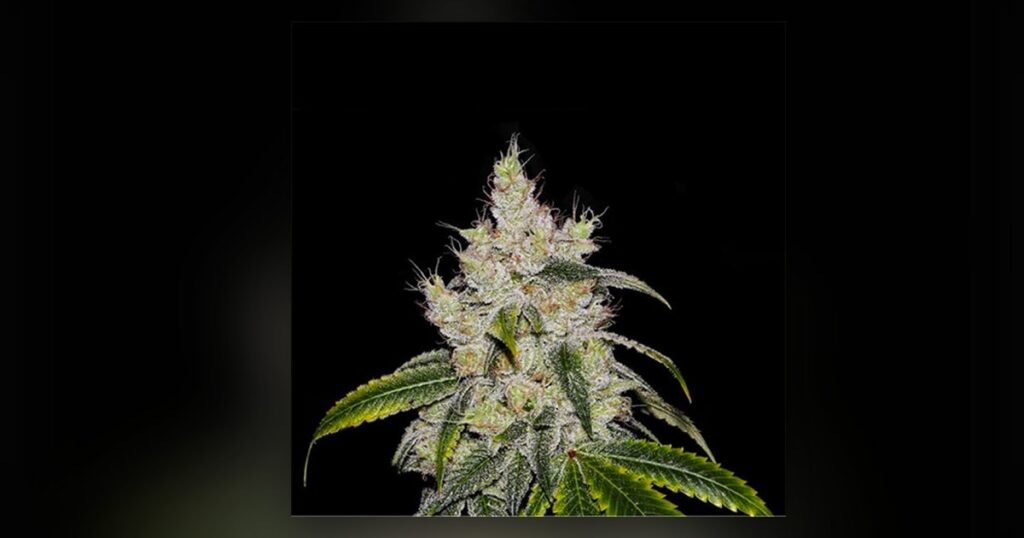 Chiquita Banana — Kind Seed Co