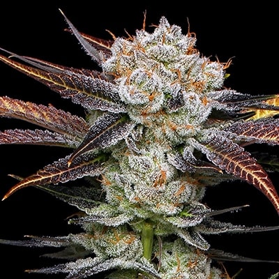 Chiquita Banana / Kind Seed Banana related cannabis seed pack from Kind Seed Co
