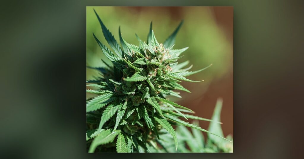 Colombian Gold — Kind Seed Co