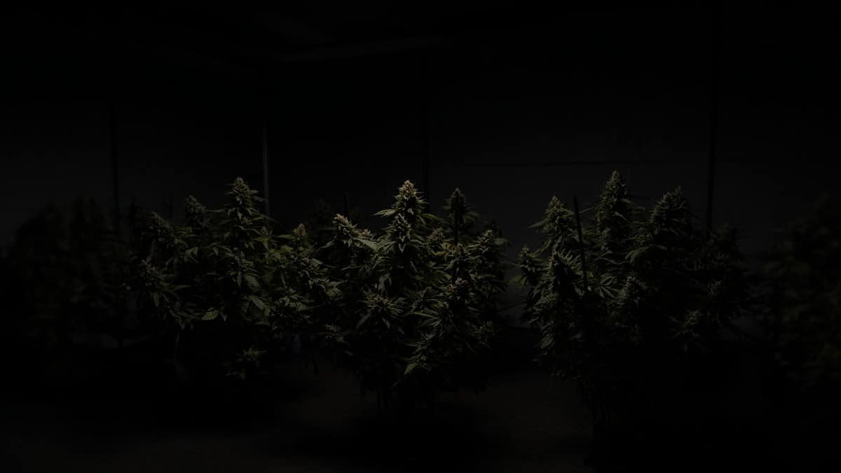 Flowering cannabis plants in a dark lights-off grow room.