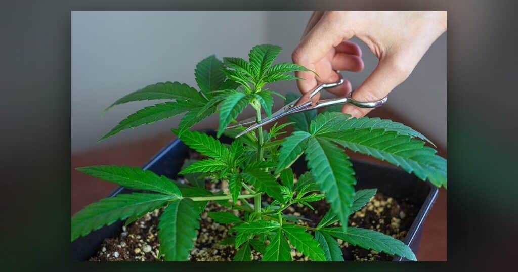 Defoliation Week 7 Flower — Kind Seed Co