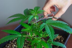 Hand topping a young cannabis plant with pruning snips — Kind Seed Co growing guide