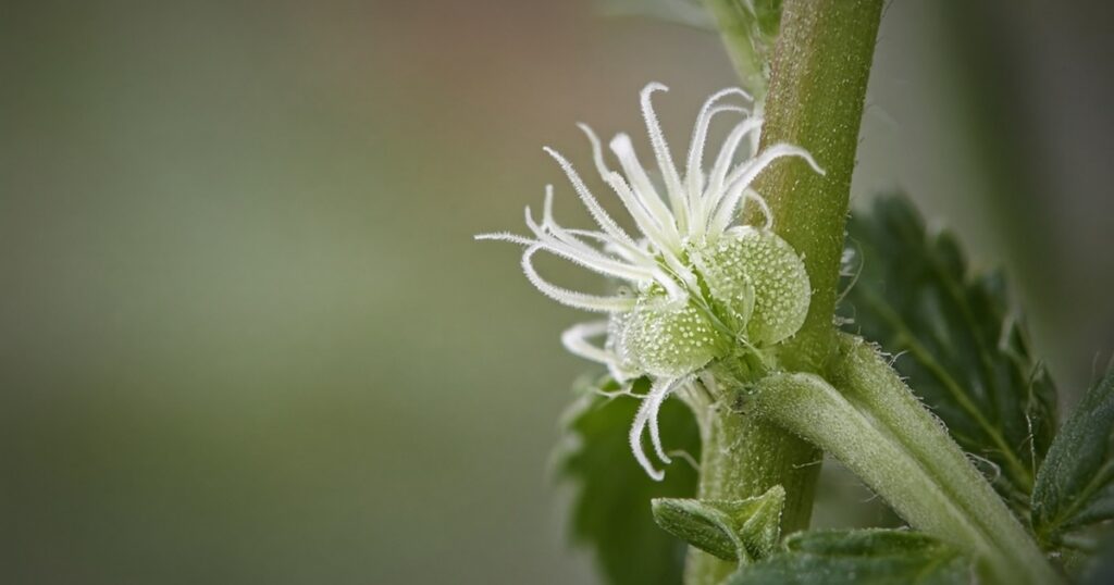 Macro female cannabis pistils at stem node