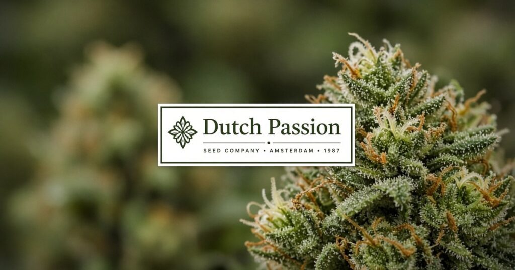 Dutch Passion Seeds Guide: Feminized History & Kind Seed Co Packs — Kind Seed Co
