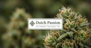 Dutch Passion Seeds Guide: Feminized History & Kind Seed Co Packs — Kind Seed Co