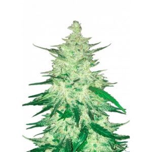 CBD Auto 1:1 (CBD Crack) Autoflower by 42 Fast Buds Usa — Kind Seed Co