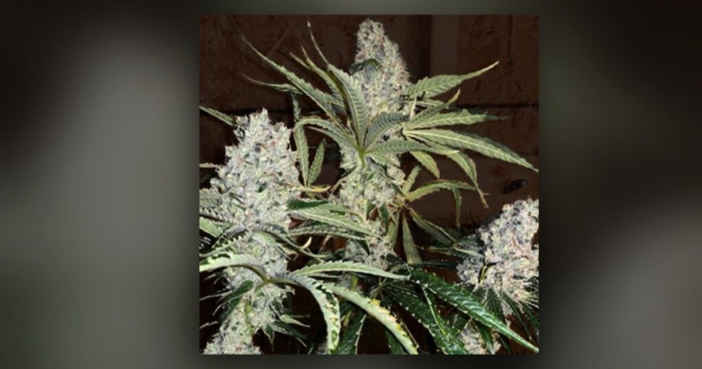 Fat Bastard — Kind Seed Co